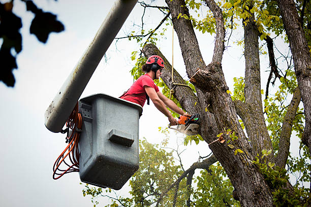 Best Leaf Removal  in North Great River, NY